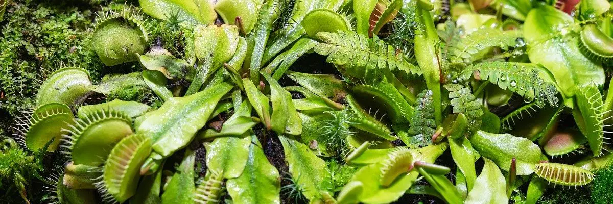 nominated venus flytrap green jaws plant predator WEFWPFB e1657868229344