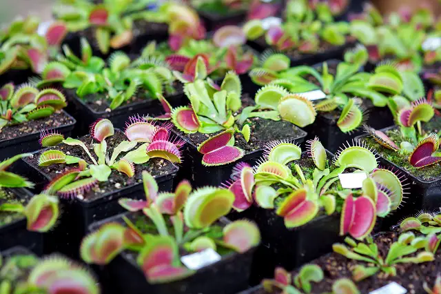 Can You Feed Venus Fly Traps Meat?
