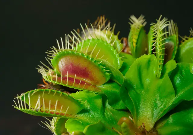 how often do you feed venus fly traps