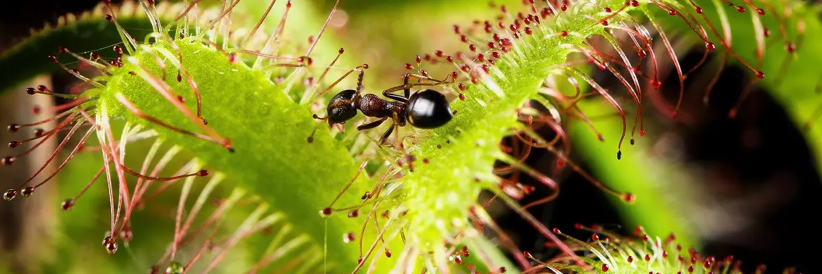 How Long Does it Take for a Sundew to Digest Prey?