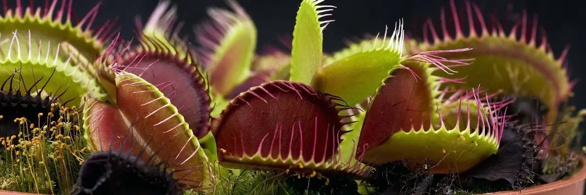 Can You Feed Venus Fly Traps Meat?