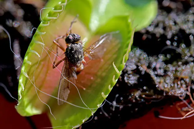 Do Venus Flytraps Attract House Flies?