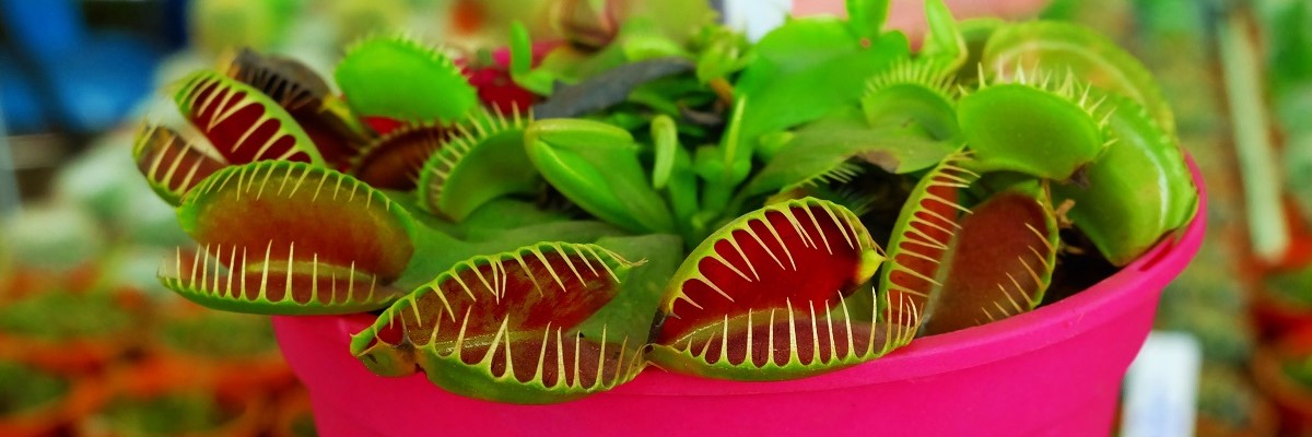 enus Flytrap Diet: Can They Eat Mealworms?