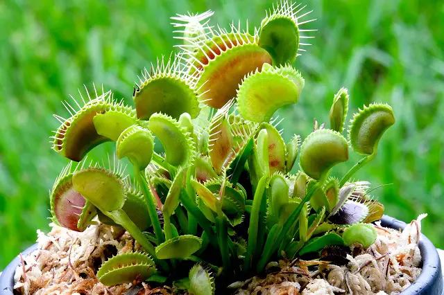 Best Carnivorous Plants For Beginners